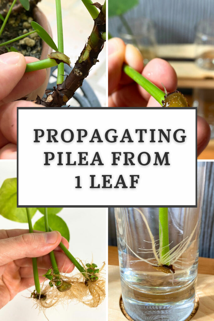 can-you-propagate-pilea-from-a-single-leaf