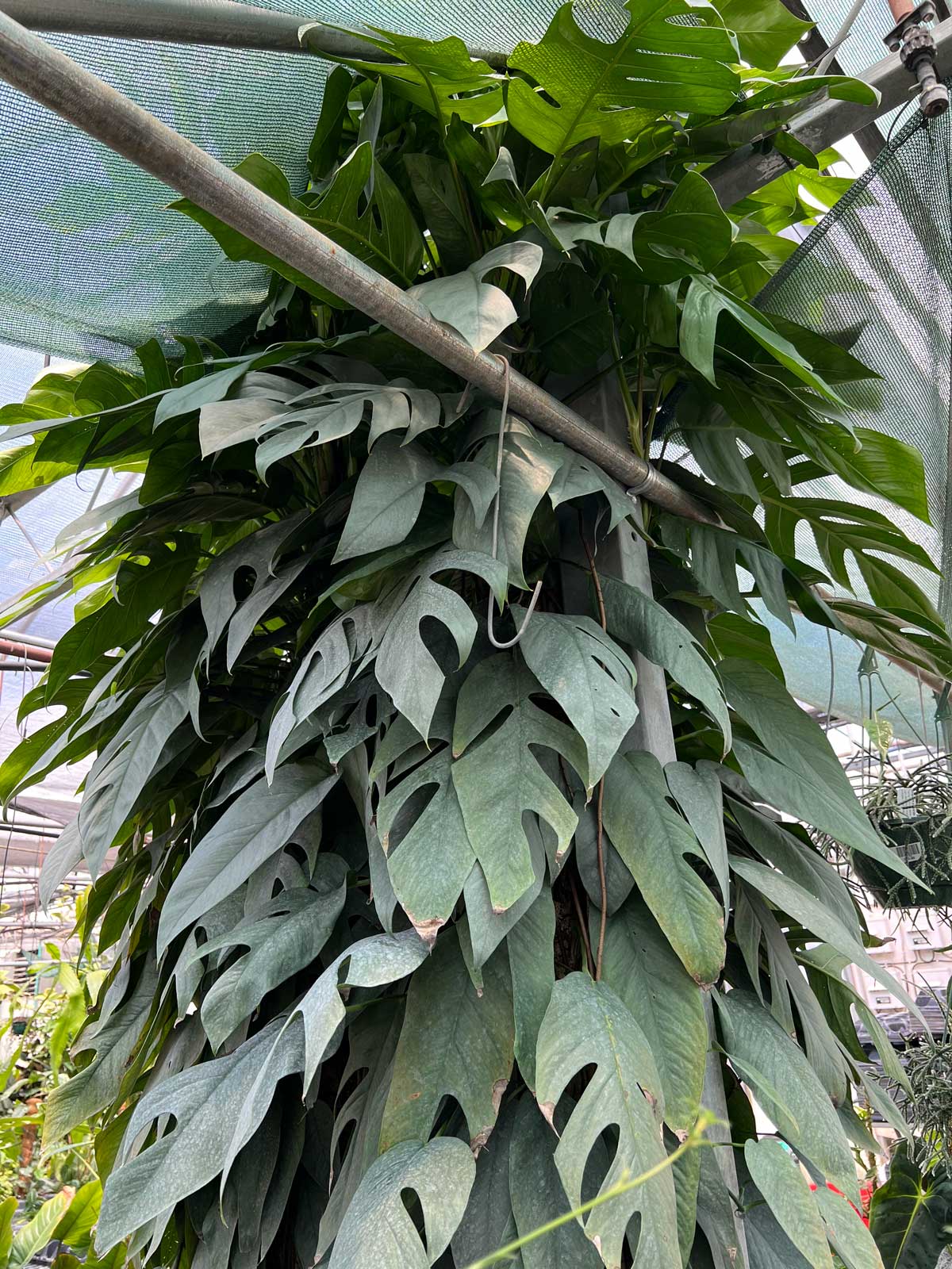 cebu-blue-pothos-variety