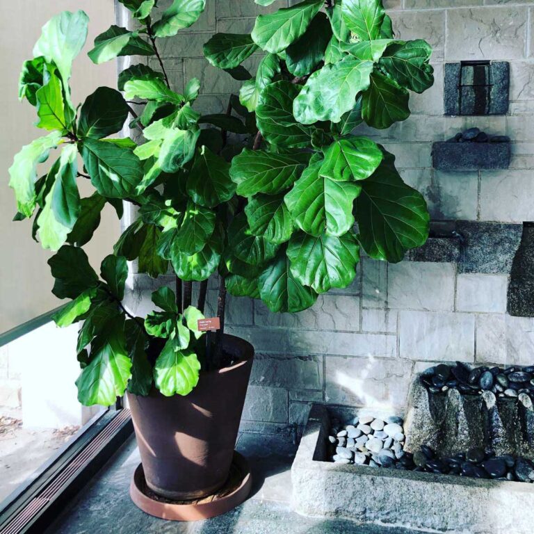 What Size Pot to Plant Fiddle Leaf Fig: 3 Easy Tips