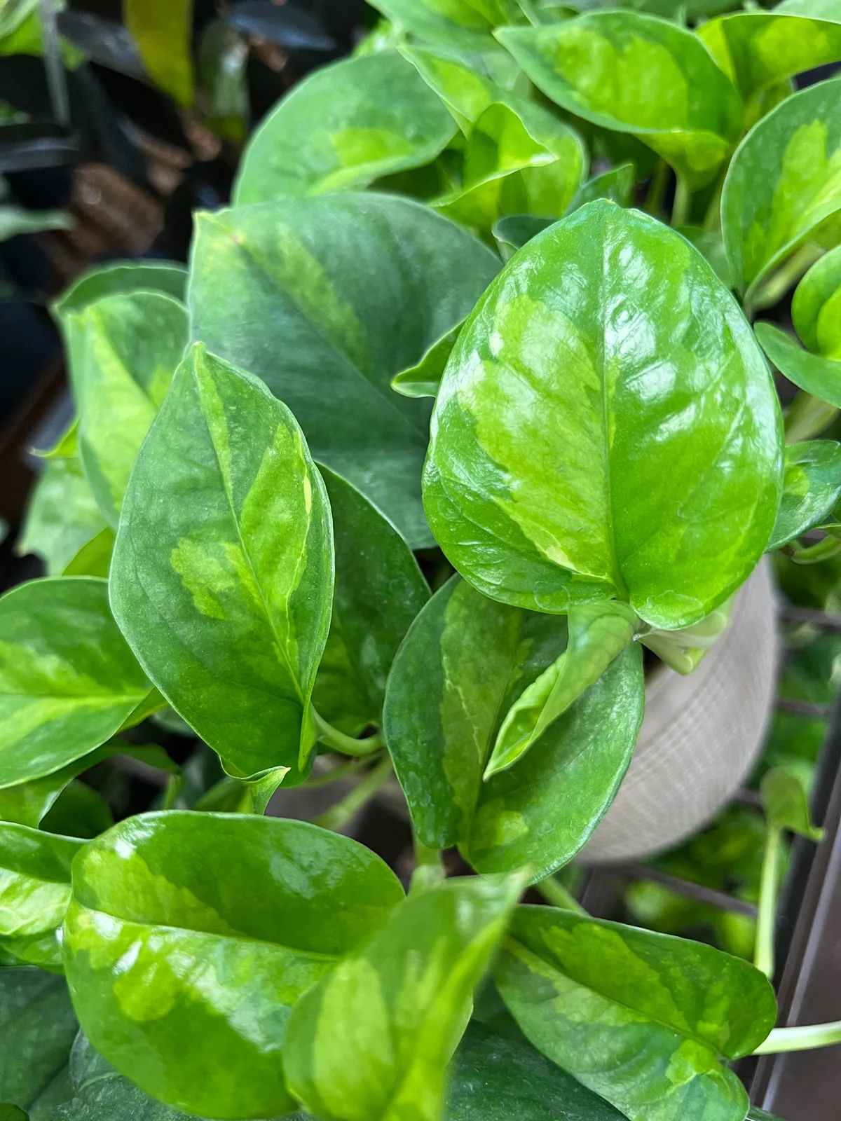 global-green-pothos-variety