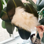 7 Very Important Indoor Plant Care Tips for Spring indoor-plant-care-tips-for-spring