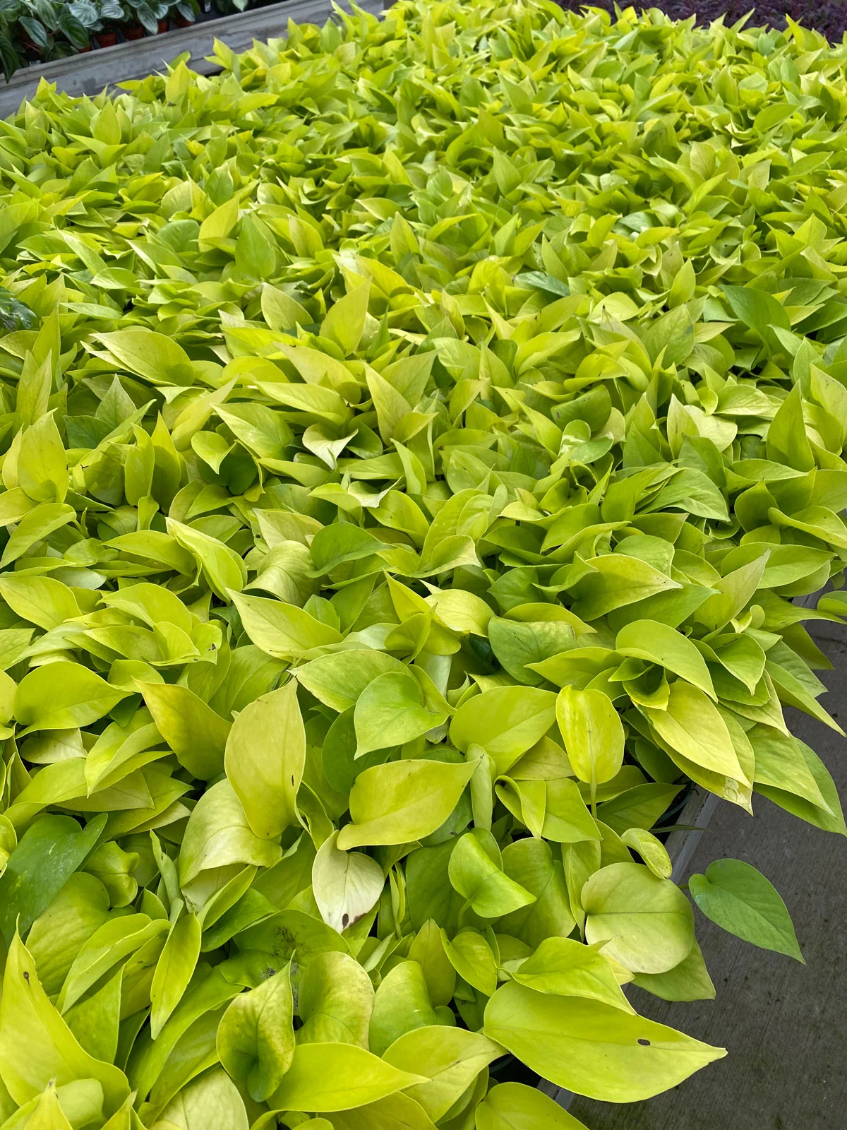 neon-pothos-epipremnum