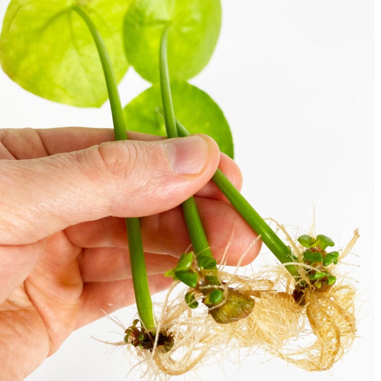 Can you propagate Pilea from a single leaf? YES! Here's How