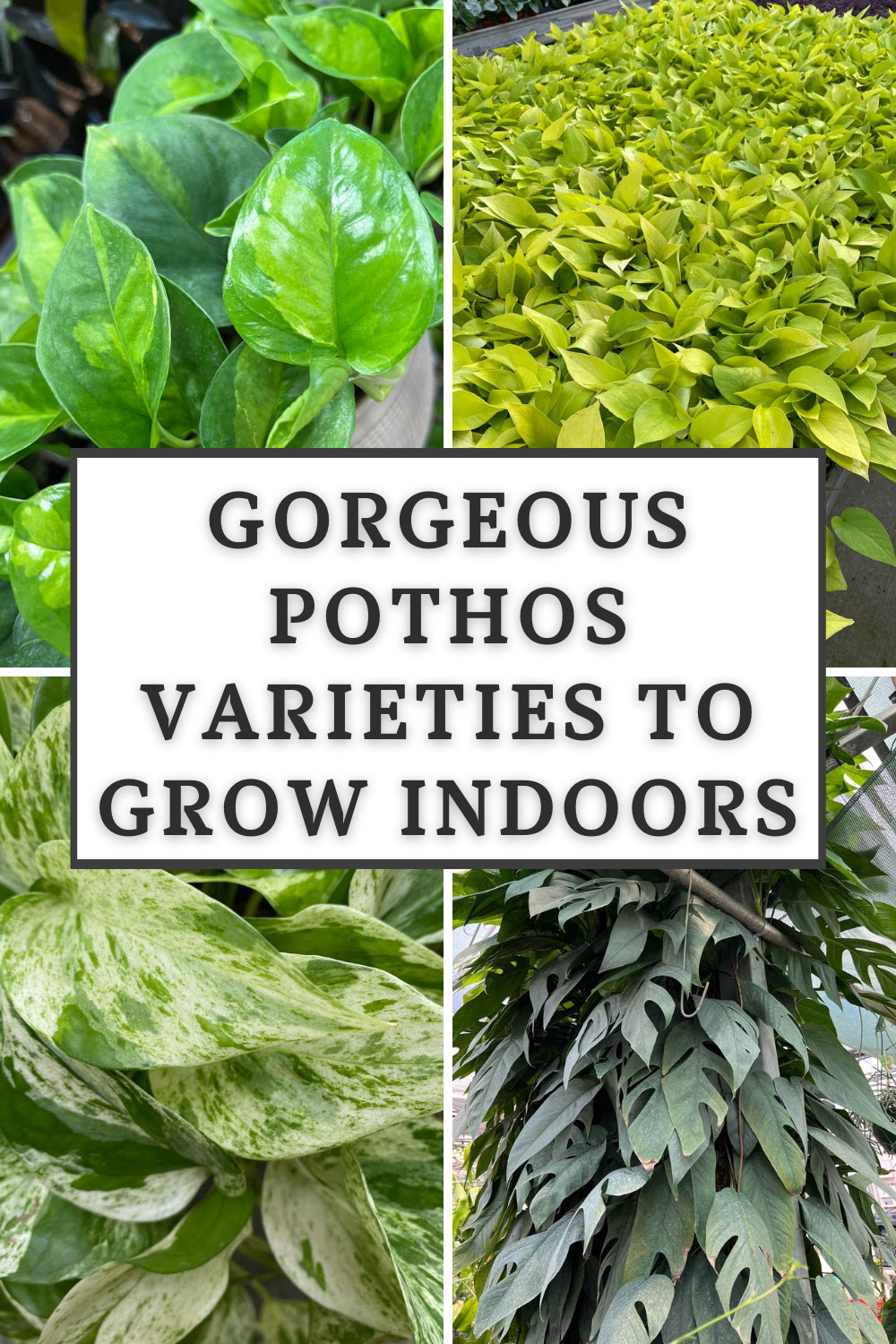pothos-varieties-types
