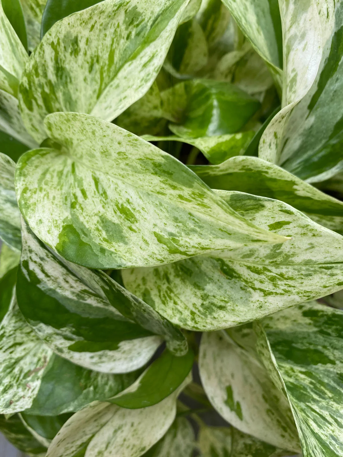 marble-queen-pothos-variety