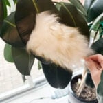 7 Very Important Indoor Plant Care Tips for Spring spring-plant-care-tips-1200x1200