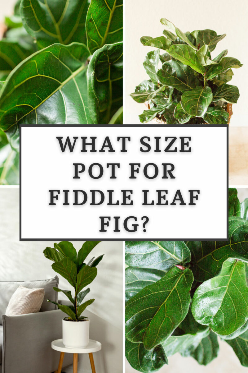 What Size Pot to Plant Fiddle Leaf Fig 3 Easy Tips