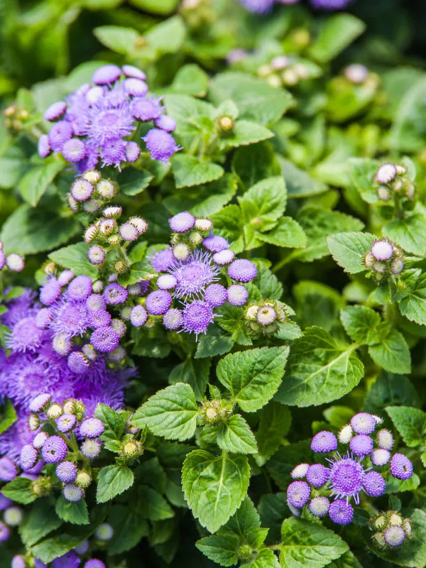 ageratum-flowers-that-bloom-all-summer