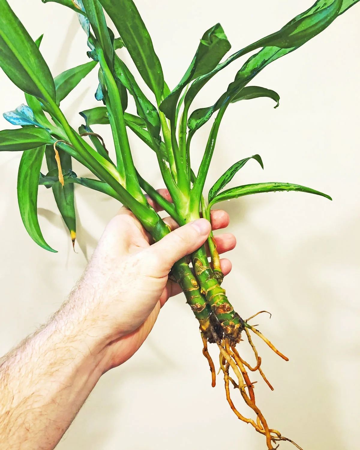 aglaonema-plants-to-propagate-in-water