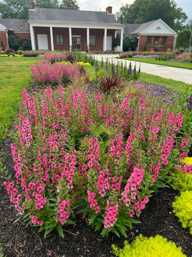 angelonia-flowers-that-bloom-all-summer