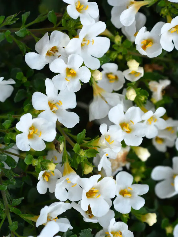 bacopa-front-porch-shade