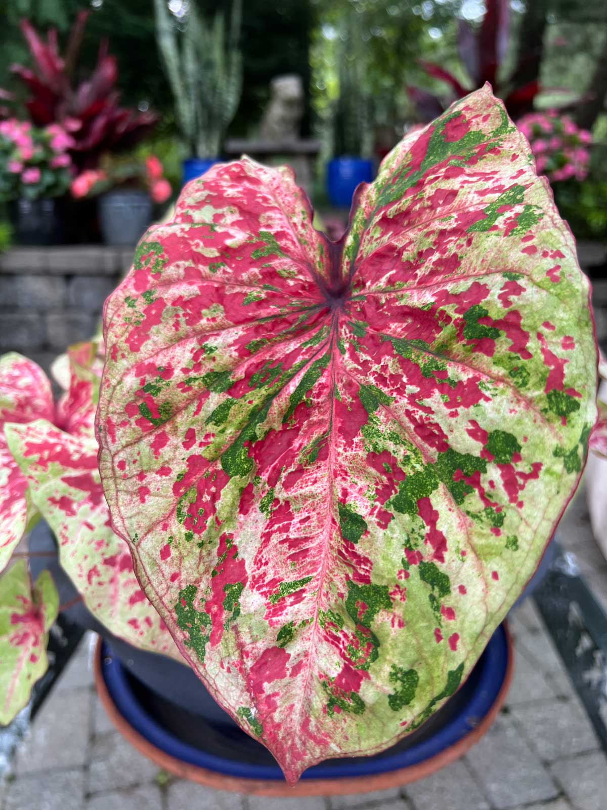 caladium-front-porch-shade