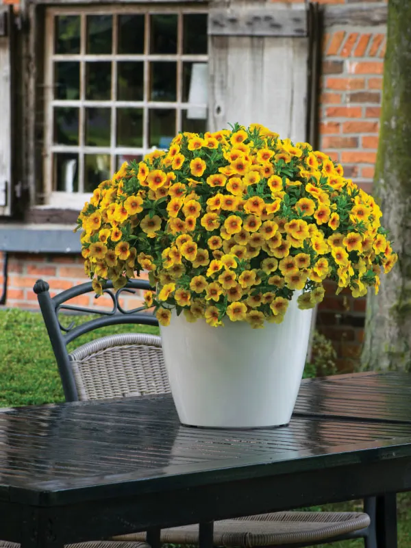 calibrachoa-flowers-that-bloom-all-summer