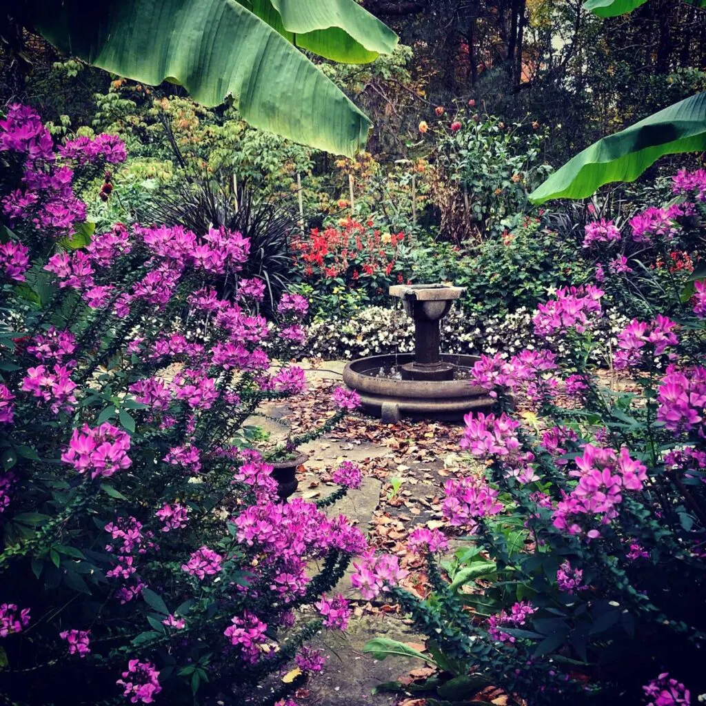 cleome-flowers-that-bloom-all-summer