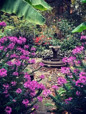 cleome-flowers-that-bloom-all-summer