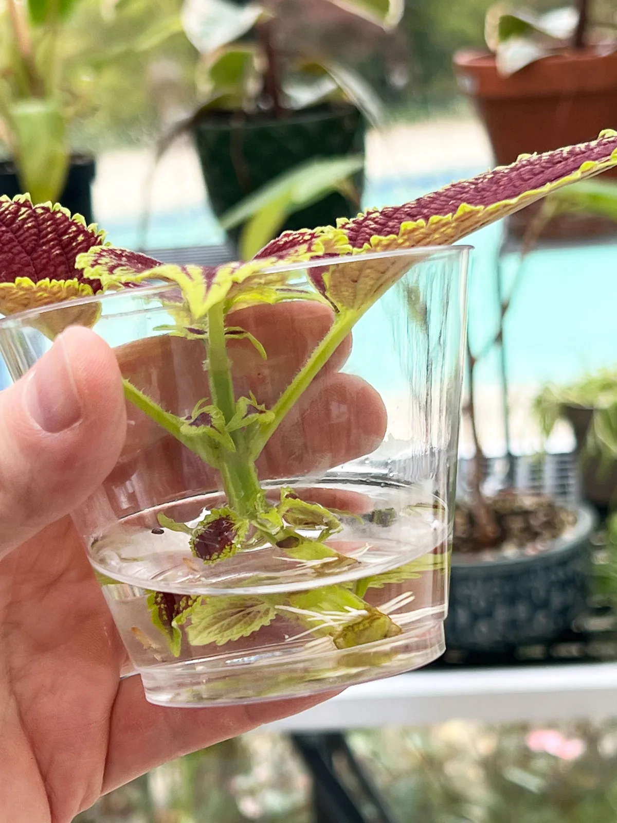 coleus-plants-to-propagate-in-water