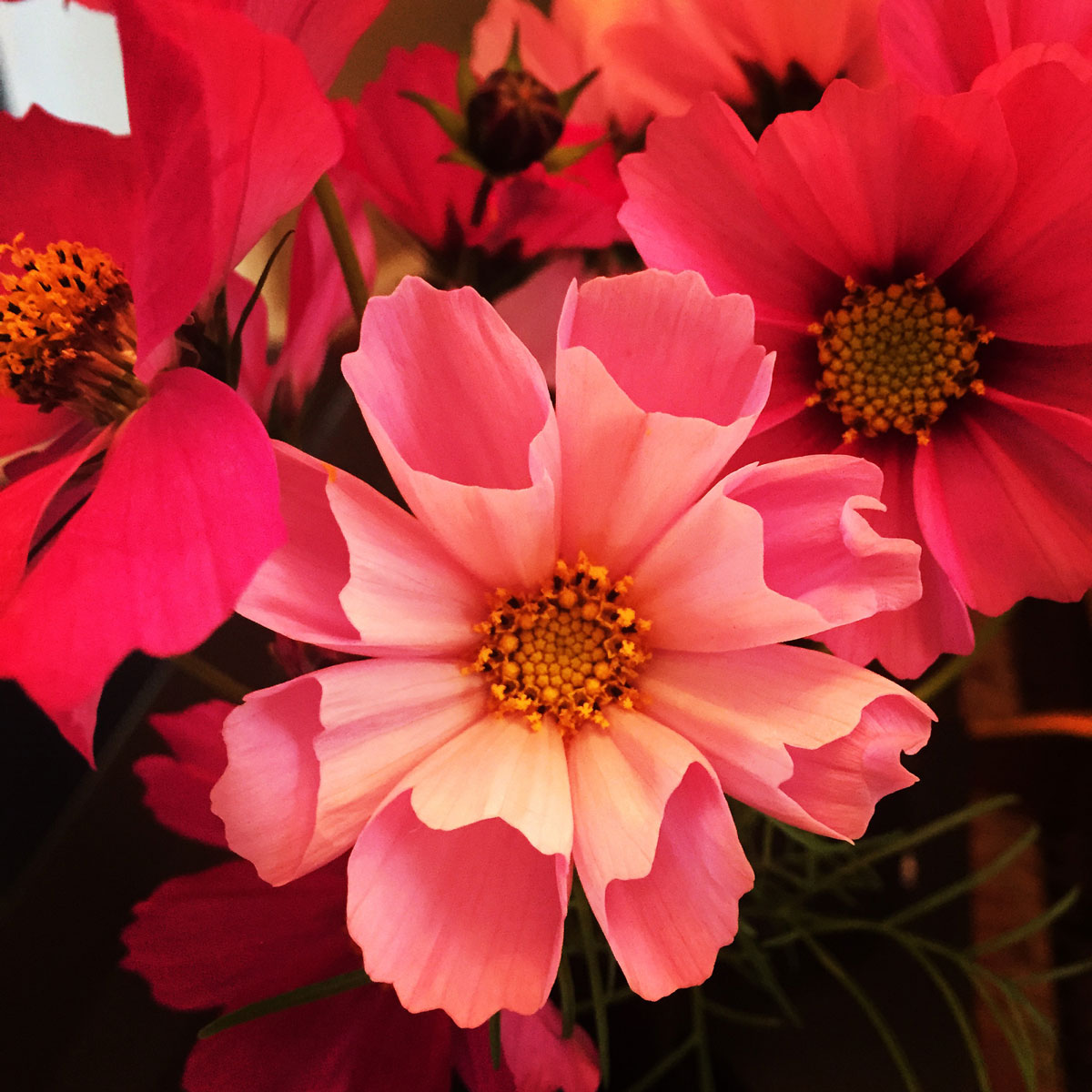 cosmos-flowers-that-bloom-all-summer