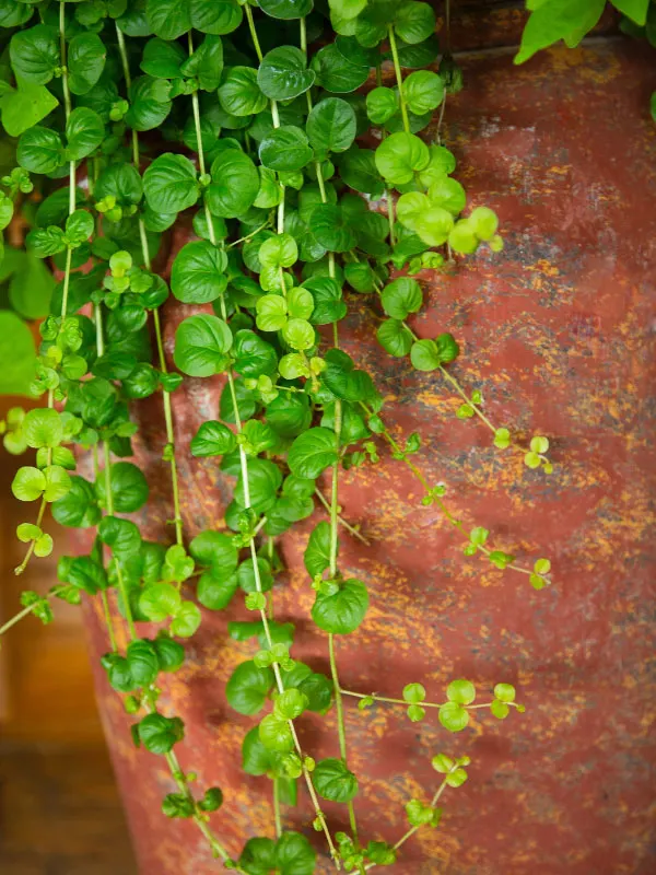 creeping-jenny-front-porch-shade