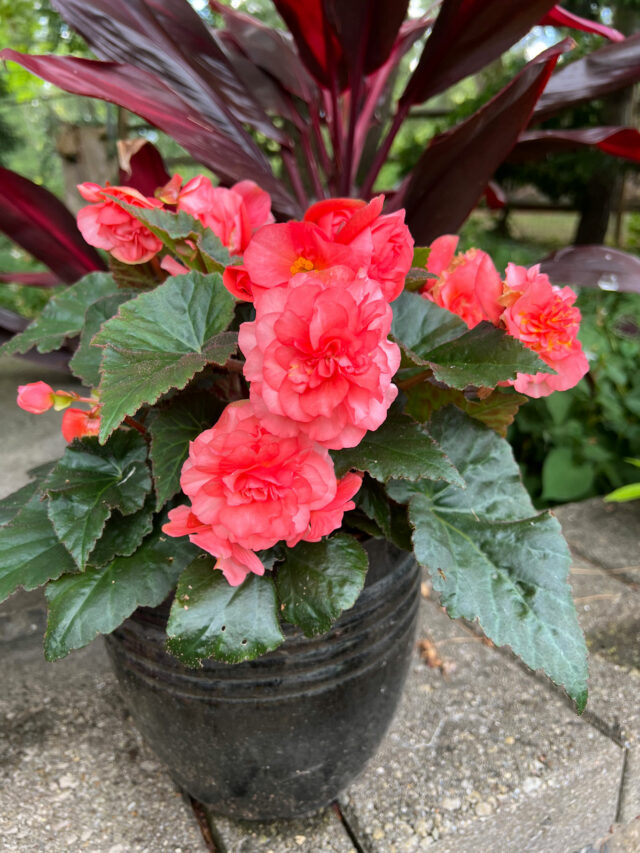 Shade Plant Choices for Front Porch Flower Pots Story