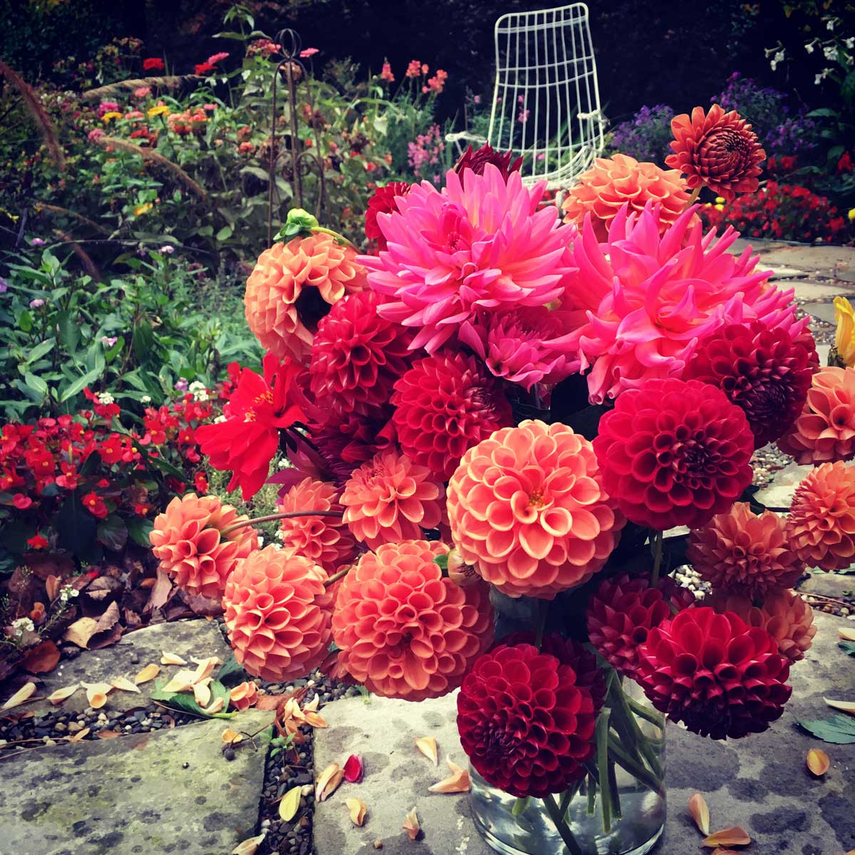 dahlias-flowers-that-bloom-all-summer