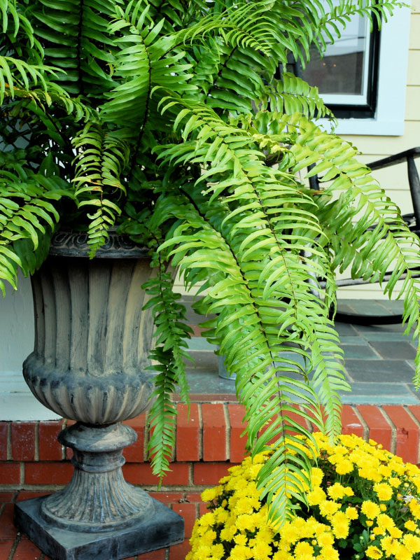 fern-front-porch-shade