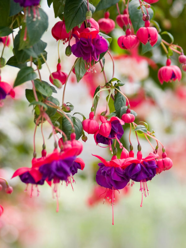 fuschia-front-porch-shade