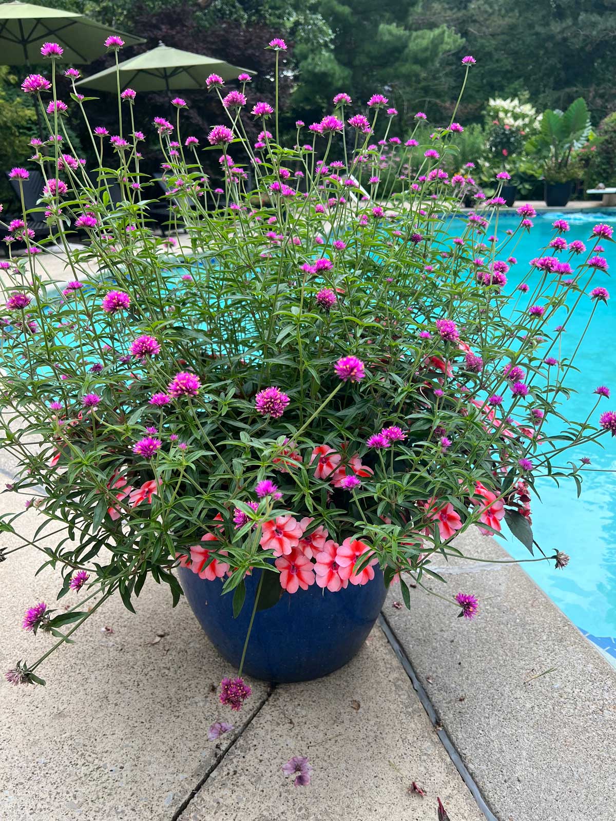 gomphrena-flowers-that-bloom-all-summer