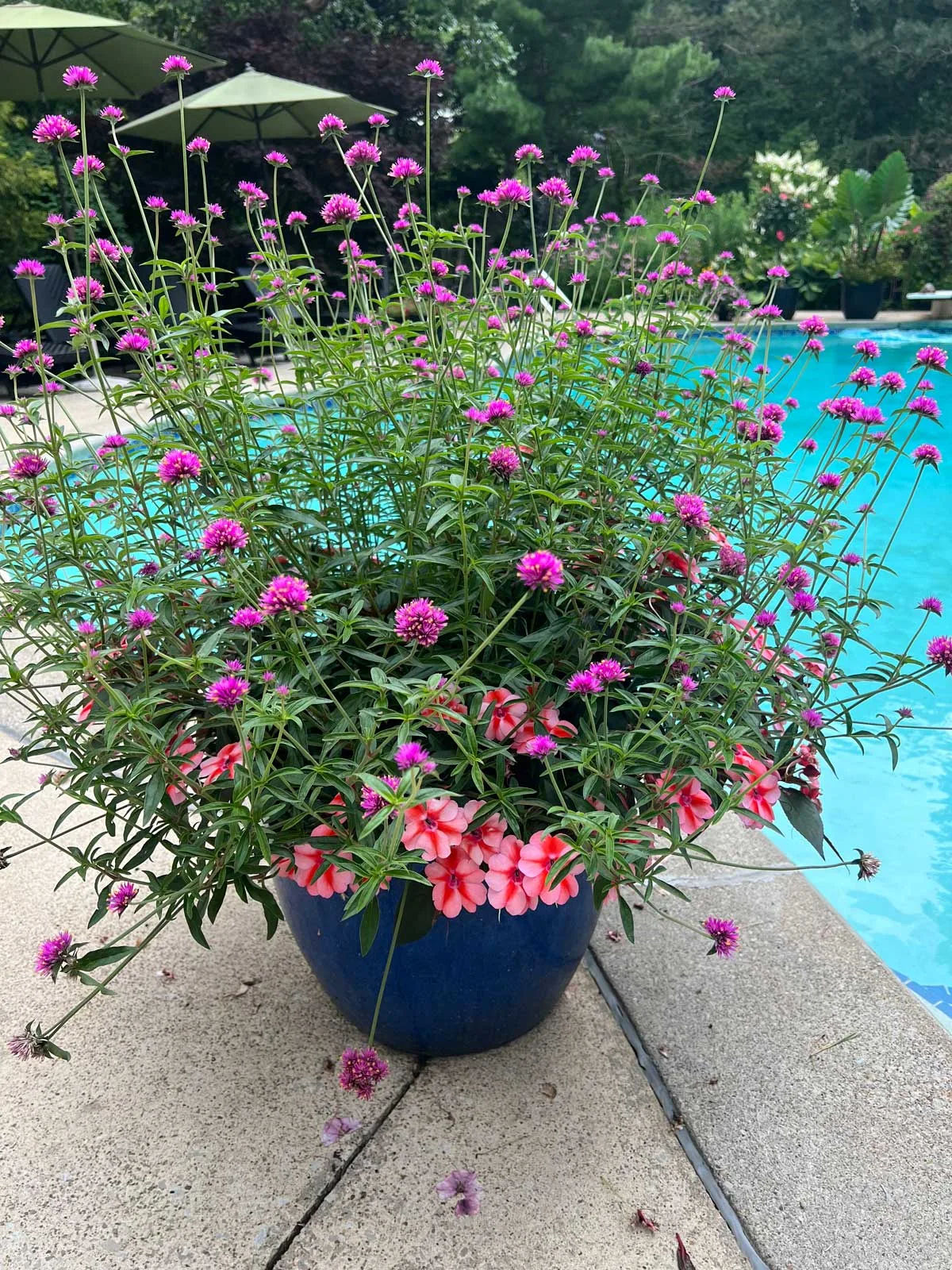 gomphrena-flowers-that-bloom-all-summer