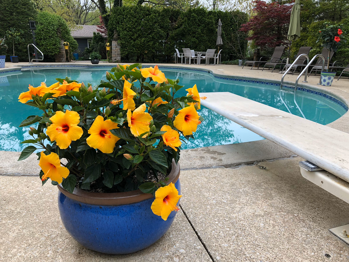 hibiscus-plants-that-bloom-all-summer