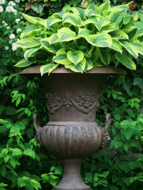 15 Shade Plant Choices for Front Porch Flower Pots