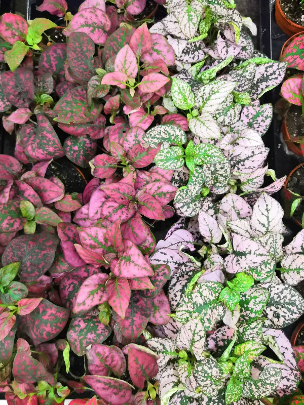 hypoestes-front-porch-shade