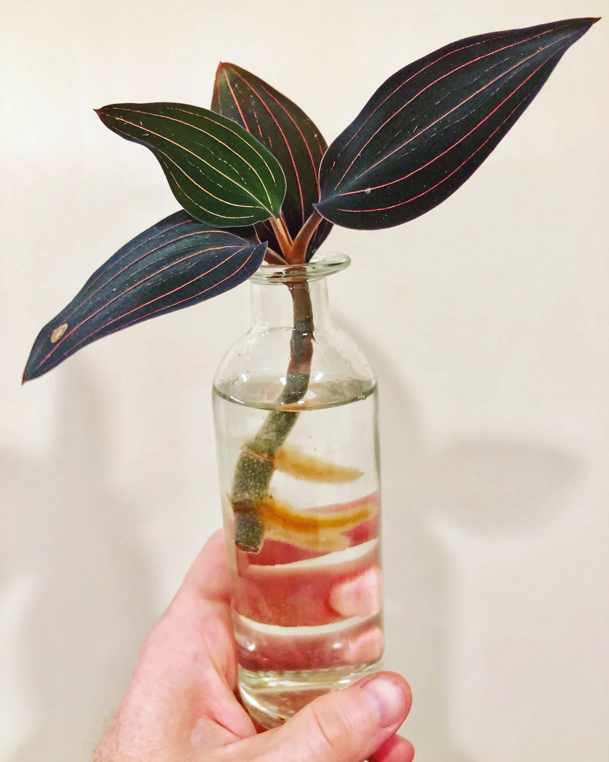 jewel-orchid-plants-to-propagate-in-water