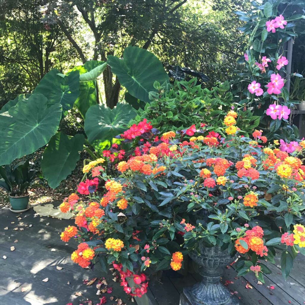 lantana-plants-that-bloom-all-summer