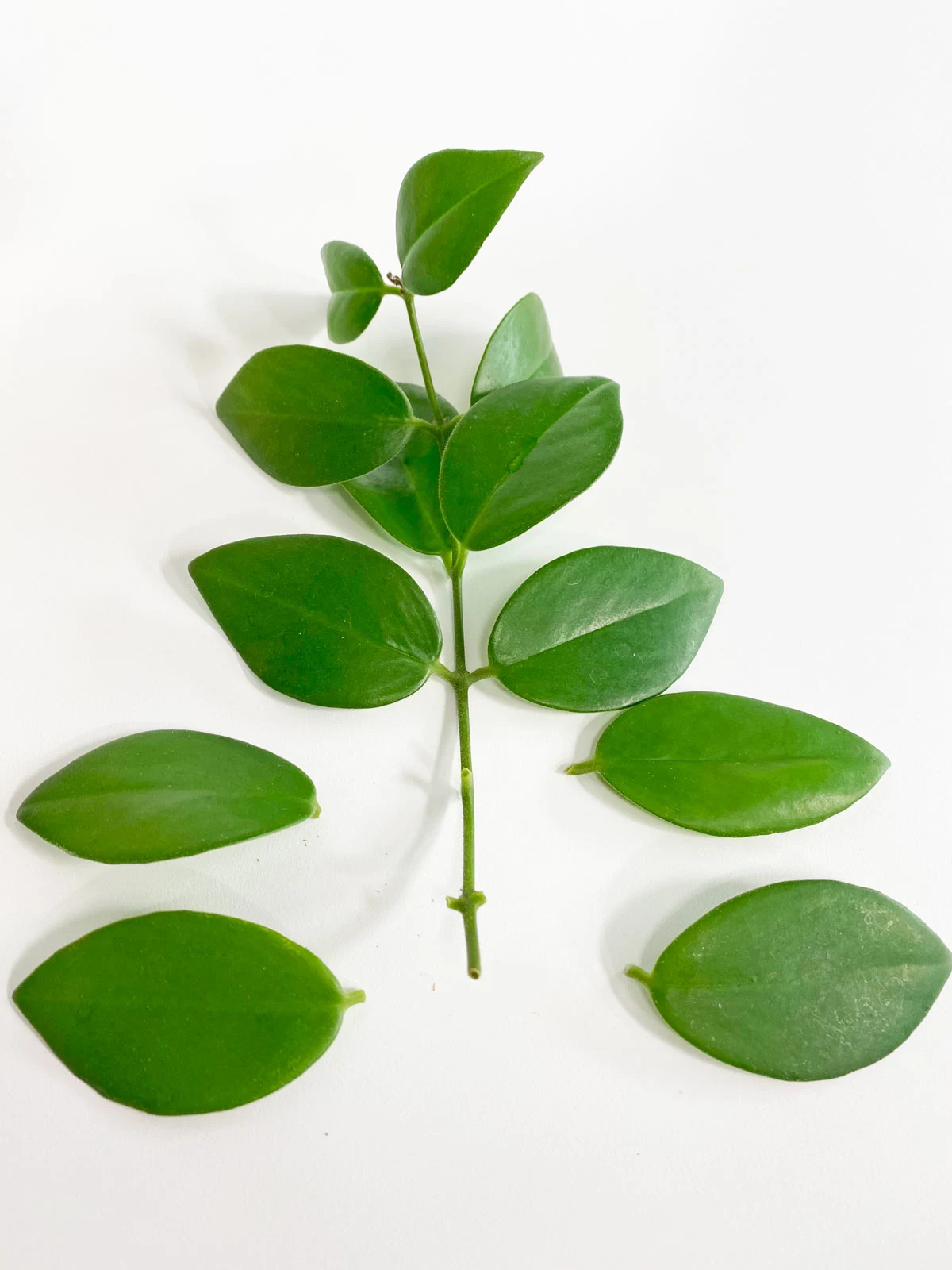 lipstick-plants-to-propagate-in-water