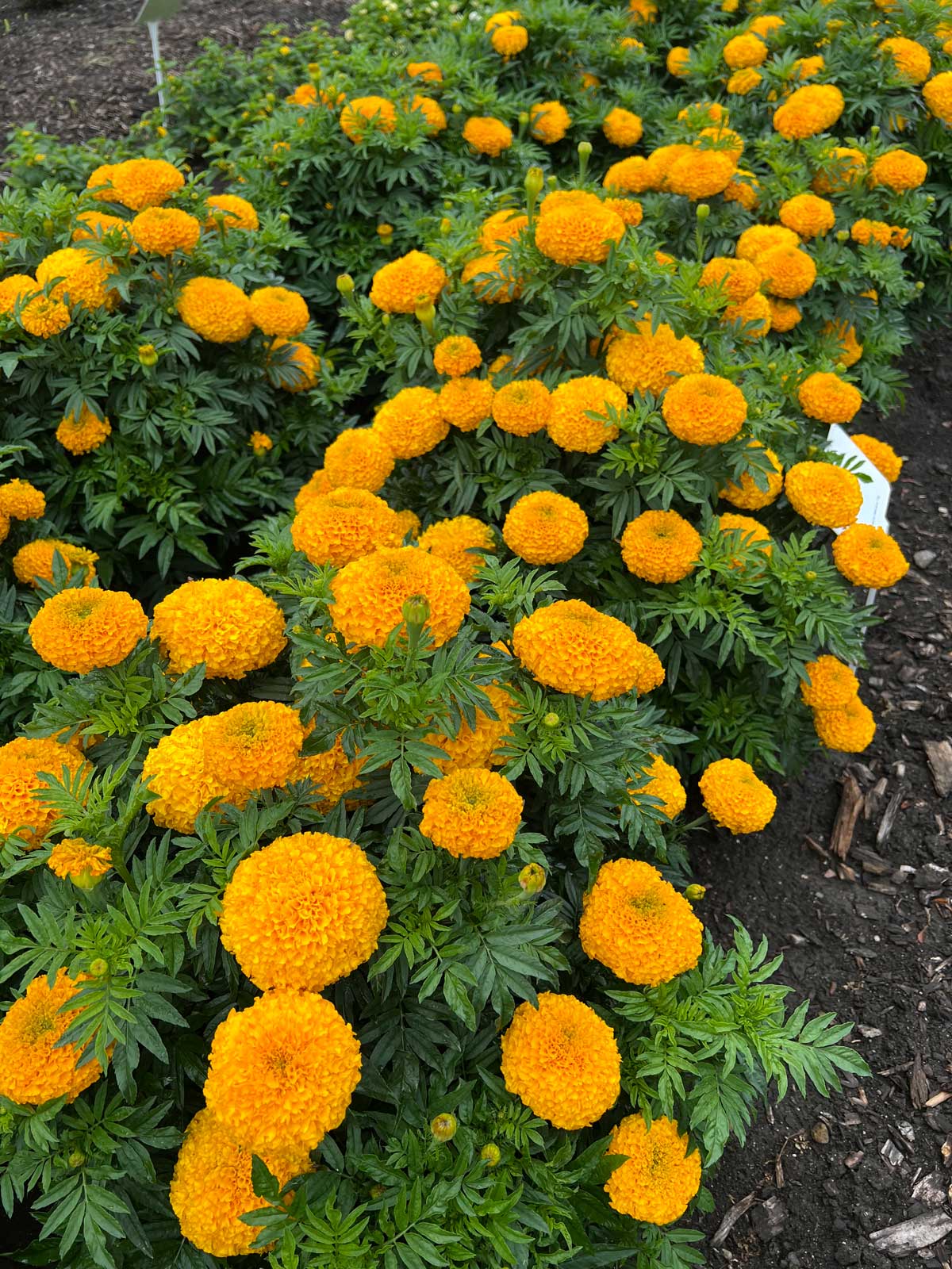 marigolds-plants-that-bloom-all-summer