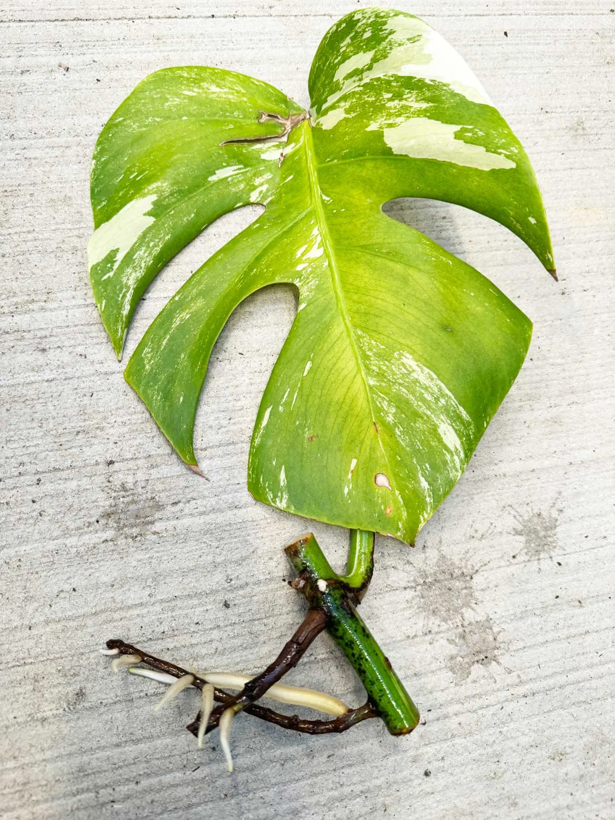 monstera-plants-to-propagate-in-water