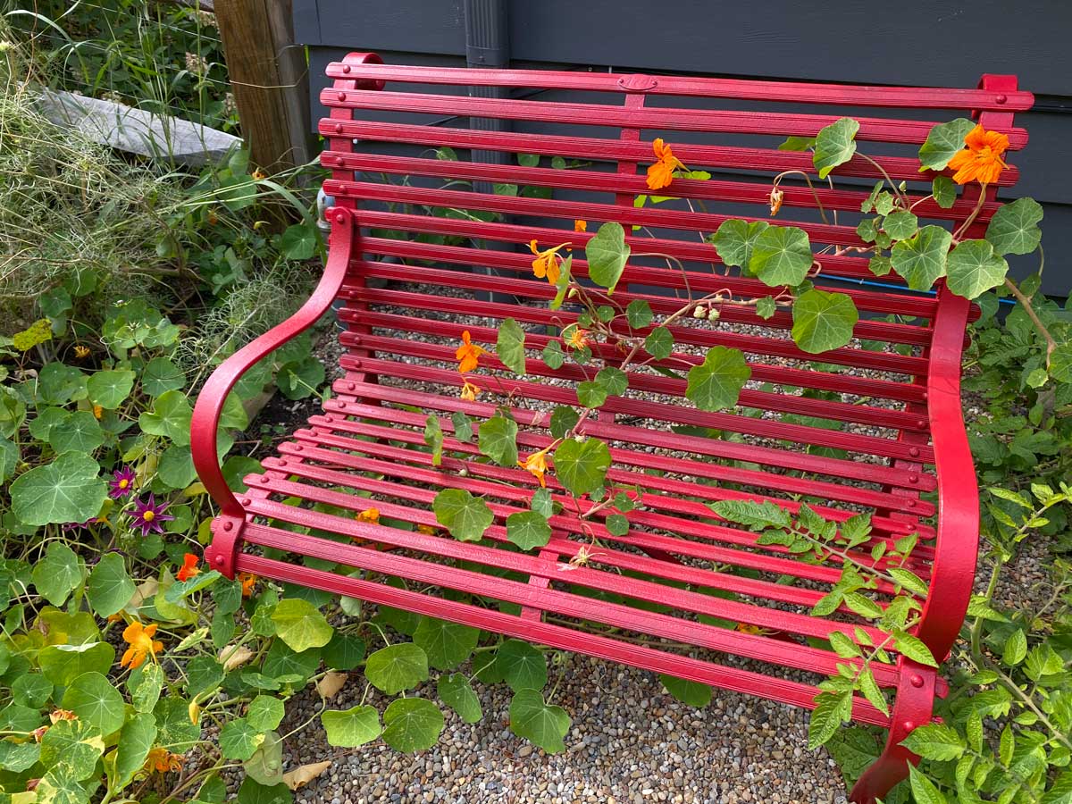 nasturtiums-plants-that-bloom-all-summer