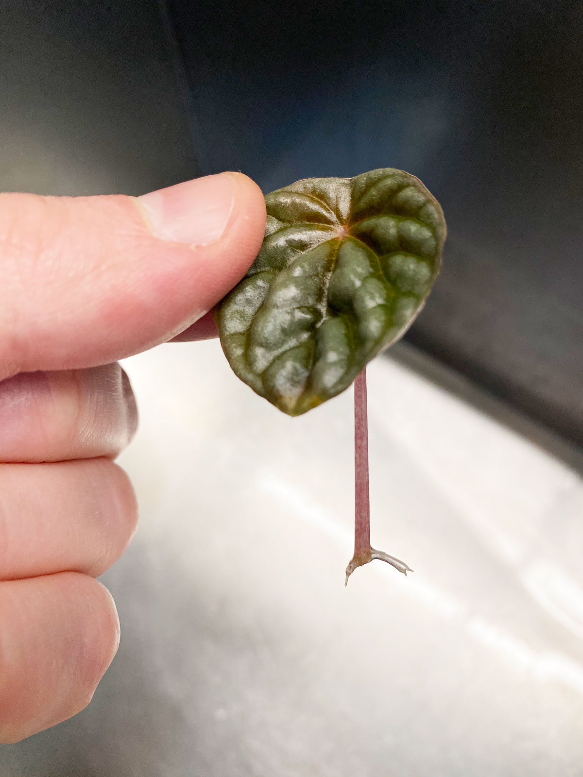 peperomia-caperata-plants-to-propagate-in-water