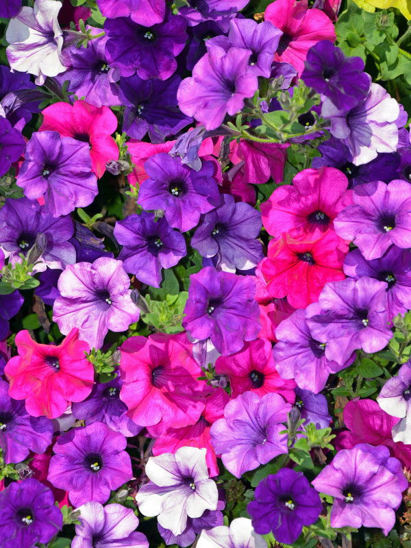 petunias-plants-that-bloom-all-summer