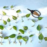 27 Best Houseplants to Propagate in Water philodendron-brasil-plants-to-propagate-in-water