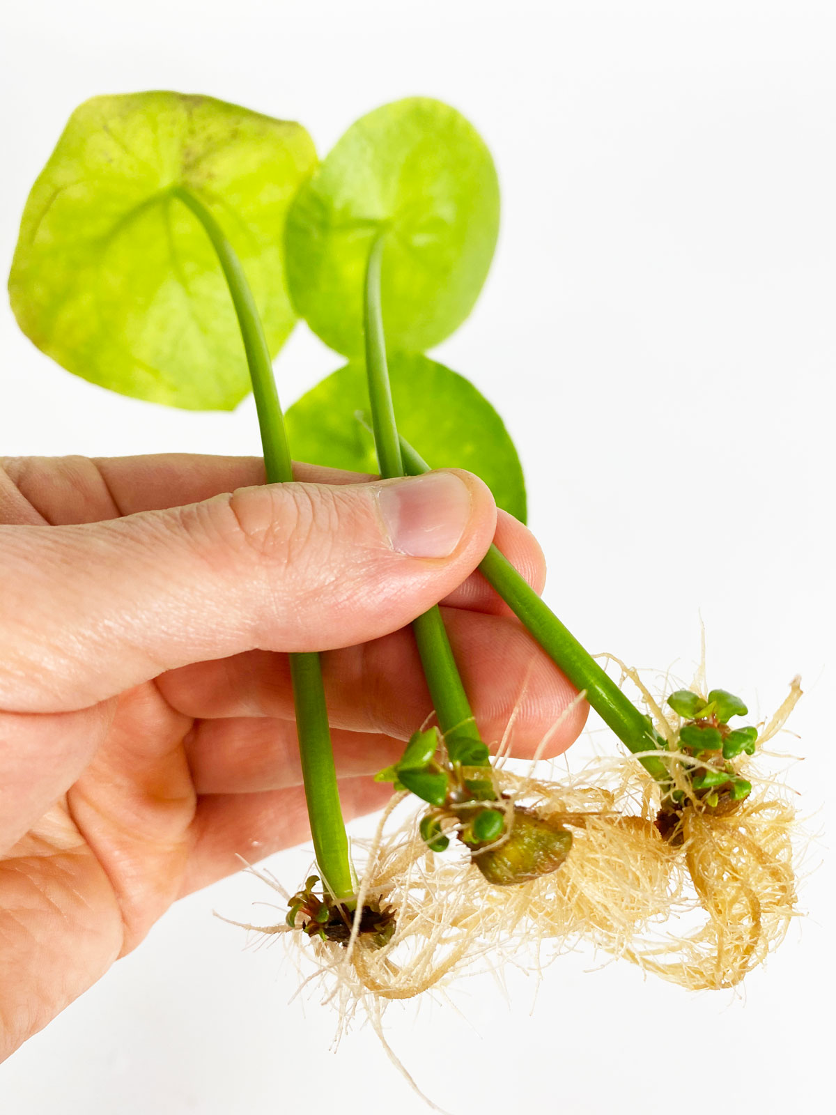 pilea-leaf-plants-to-propagate-in-water
