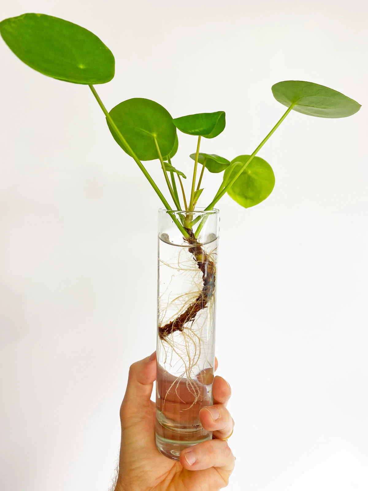pilea-plants-to-propagate-in-water