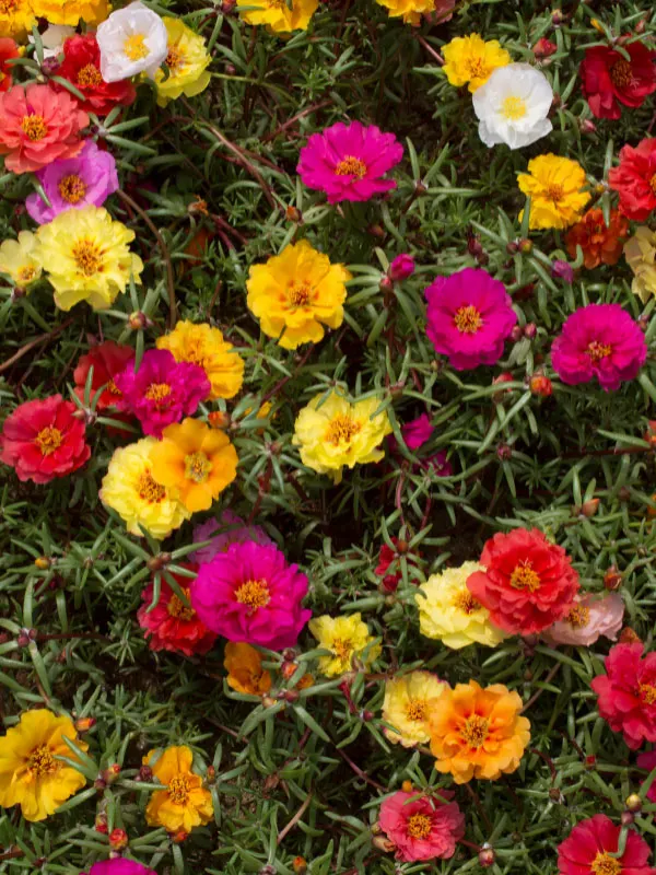 portulaca-flowers-that-bloom-all-summer