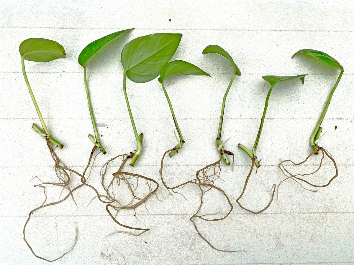 pothos-plants-to-propagate-in-water