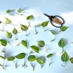 27 Best Houseplants to Propagate in Water propagate-in-water-1200x1200