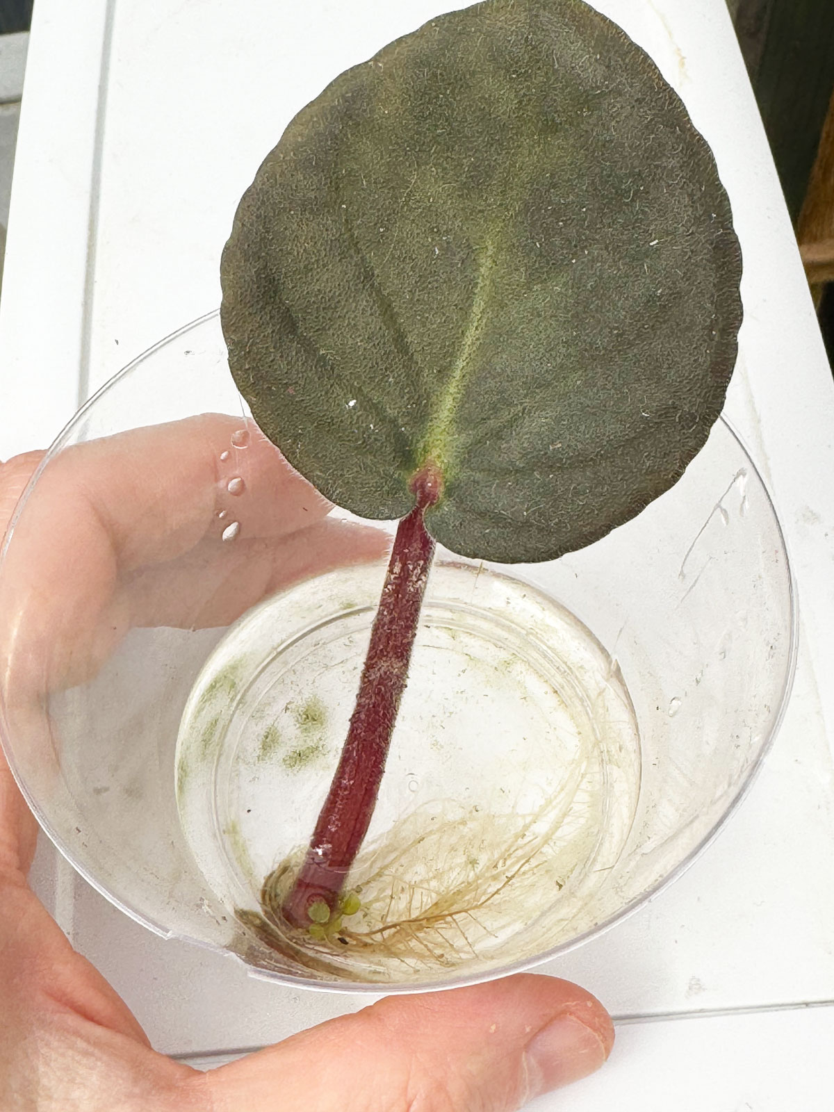 propagating-african-violet