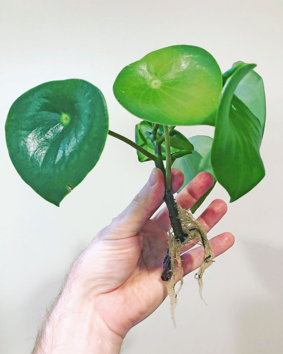 raindrop-peperomia-plants-to-propagate-in-water