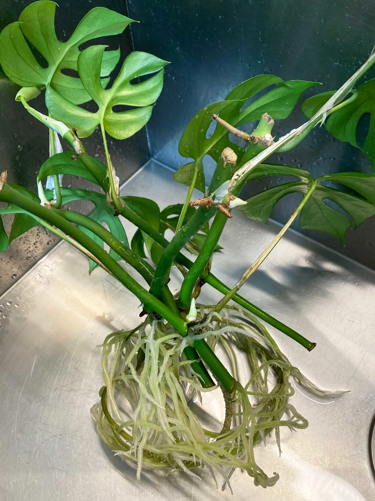 rhaphidophora-plants-to-propagate-in-water