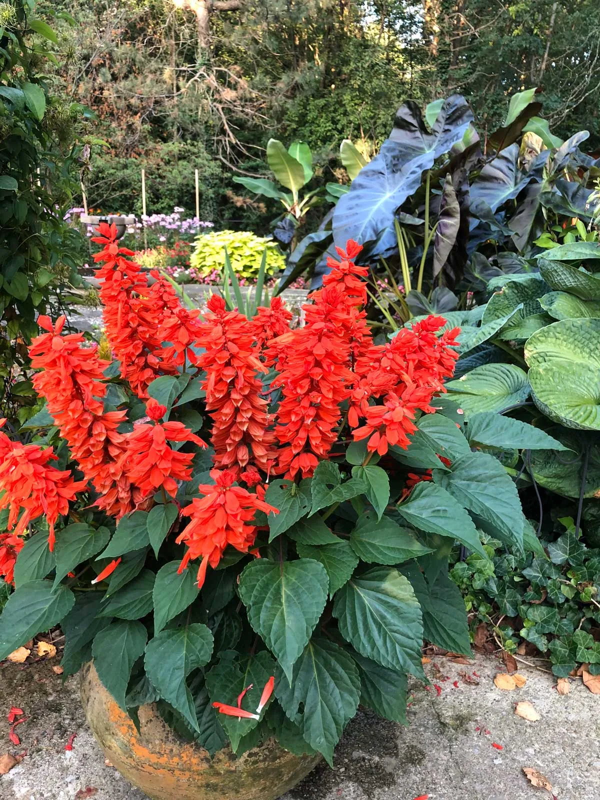 salvia-flowers-that-bloom-all-summer