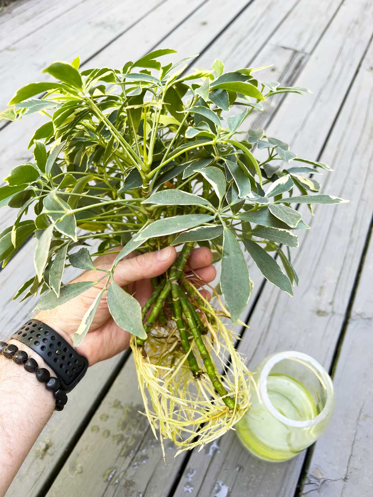 schefflera-plants-to-propagate-in-water